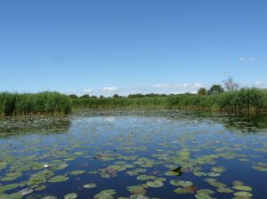De Botshol is een uitgestrekt moerasgebied met daarin twee kleine plassen, de Grote Wije en de Kleine Wije.  Het water van de Botshol  is iets brak en erg helder. Het gebied is beroemd om zijn waterplanten.
